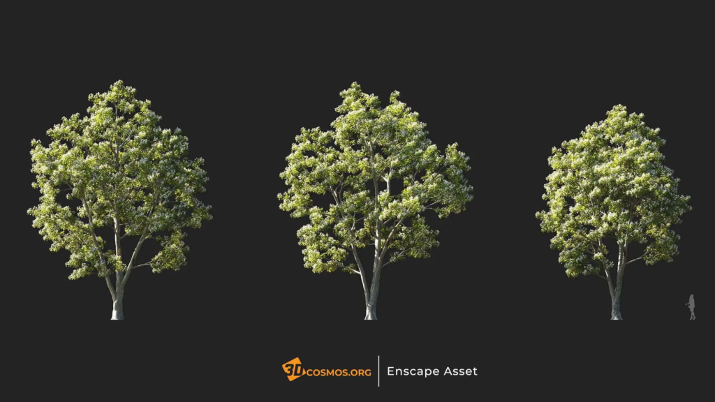 3dcosmos.org-MT-PM-V107-Catalpa-bungei-01-01-03_1