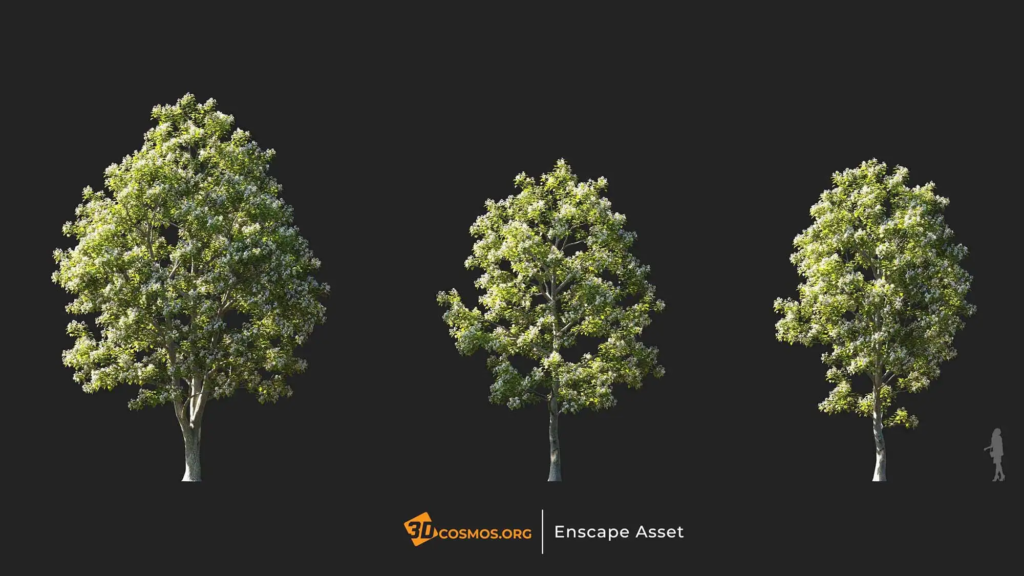 3dcosmos.org-MT-PM-V107-Catalpa-bungei-01-04-06_1