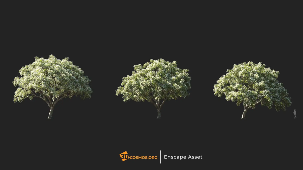 3dcosmos.org-MT-PM-V107-Chionanthus-retusus-01-01-03_1