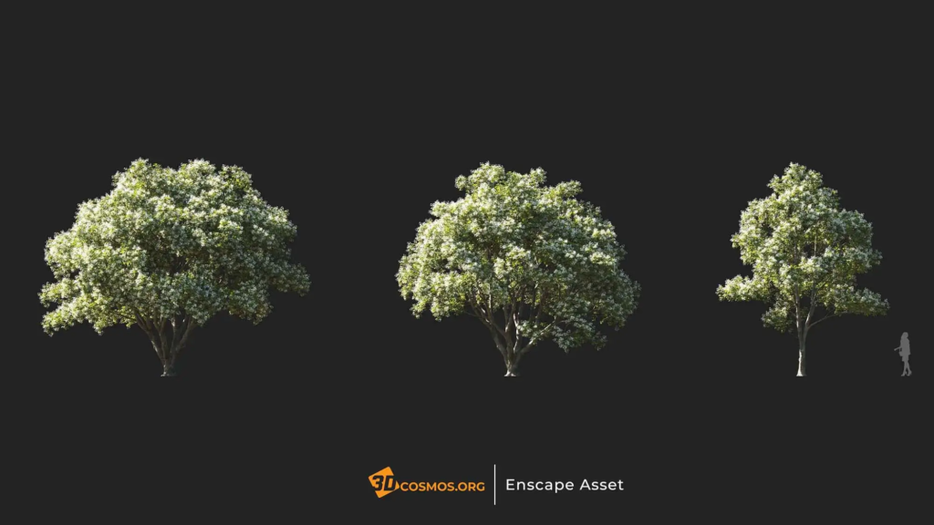 3dcosmos.org-MT-PM-V107-Chionanthus-retusus-01-04-06_1