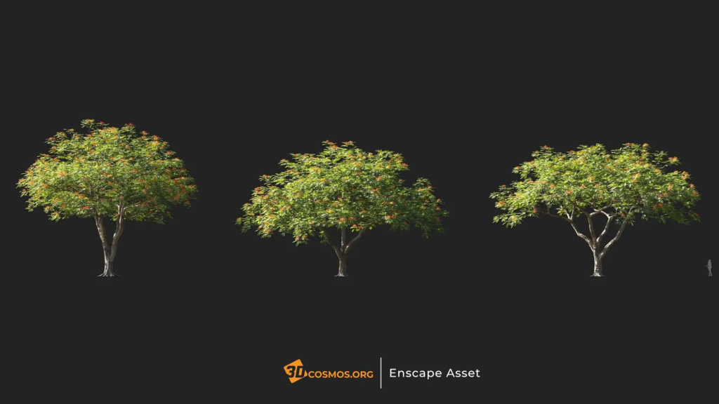 3dcosmos.org-MT-PM-V107-Delonix-regia-01-01-03_1