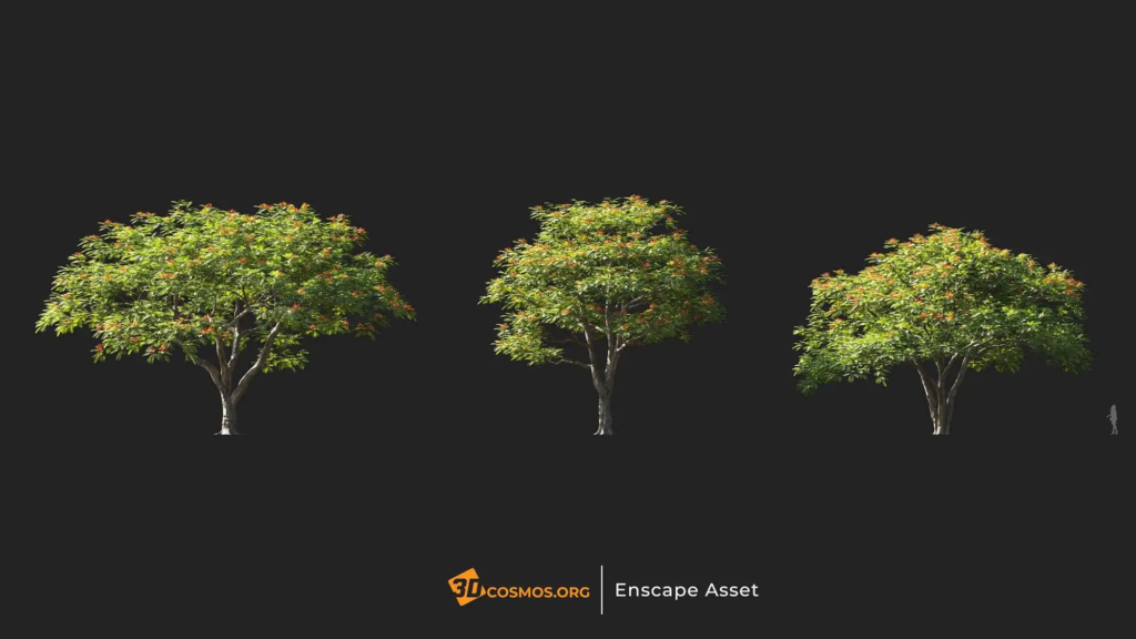 3dcosmos.org-MT-PM-V107-Delonix-regia-01-04-06_1