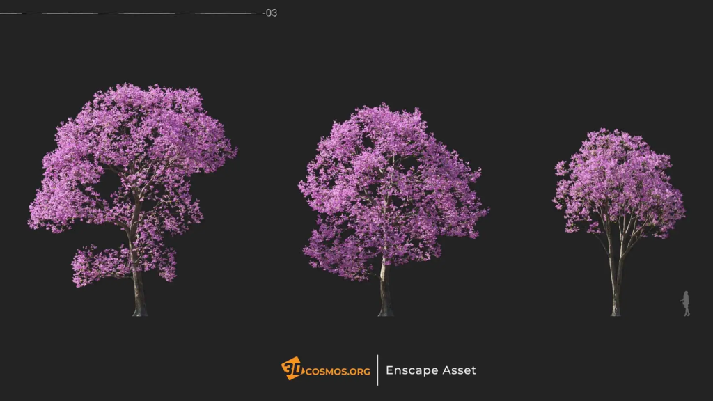 3dcosmos.org-MT-PM-V107-Handroanthus-impetiginosus-01-01-03_1