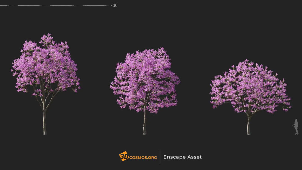 3dcosmos.org-MT-PM-V107-Handroanthus-impetiginosus-01-04-06_1