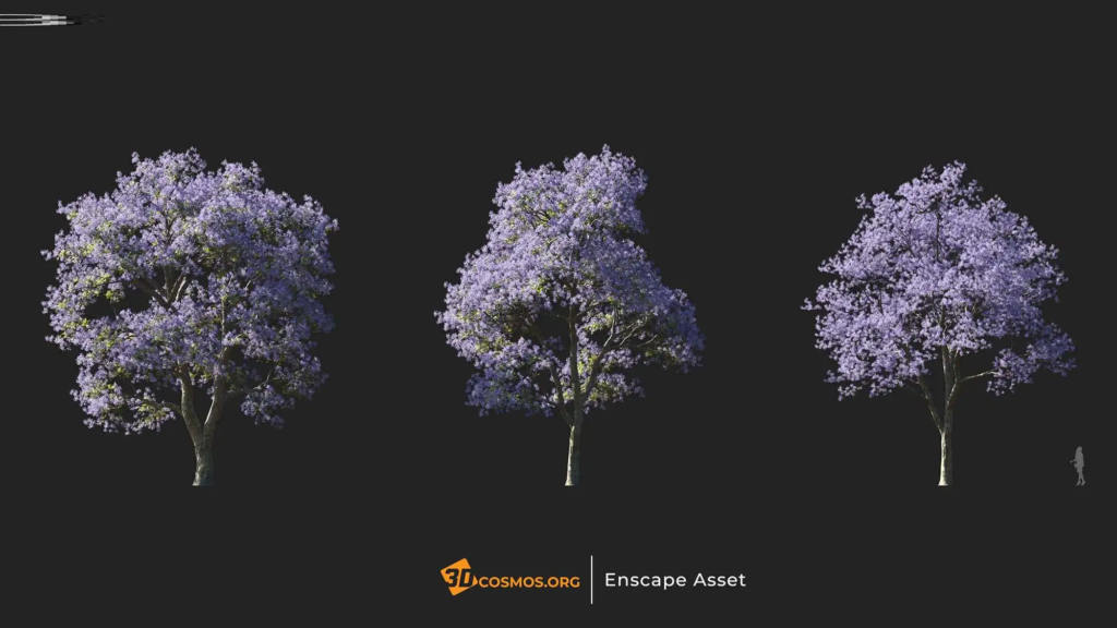 3dcosmos.org-MT-PM-V107-Jacaranda-mimosifolia-01-01-03_1