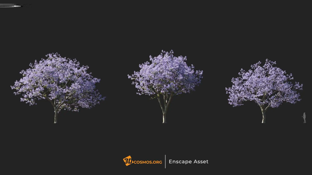3dcosmos.org-MT-PM-V107-Jacaranda-mimosifolia-01-04-06_1