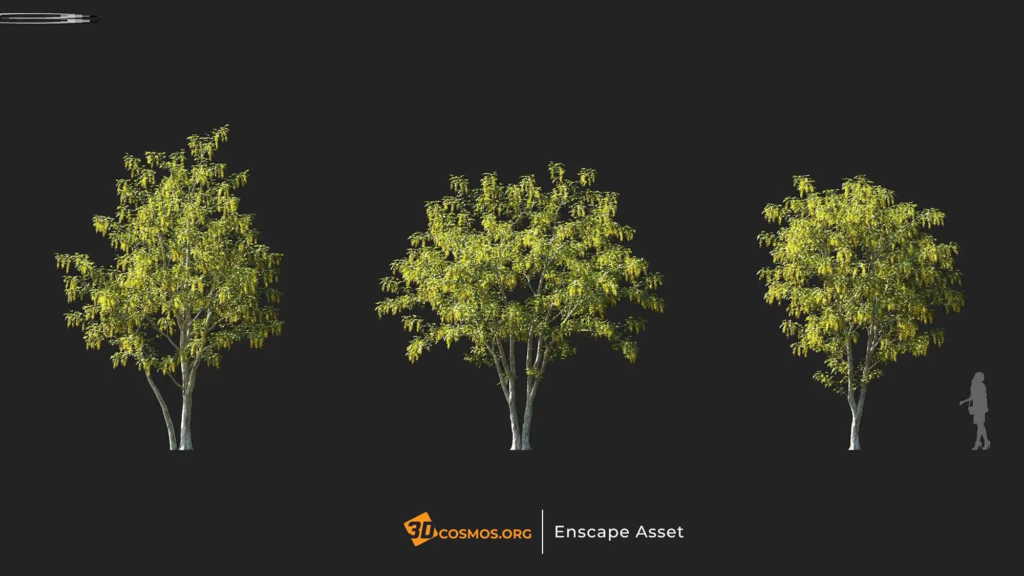 3dcosmos.org-MT-PM-V107-Laburnum-anagyroides-01-01-03_1