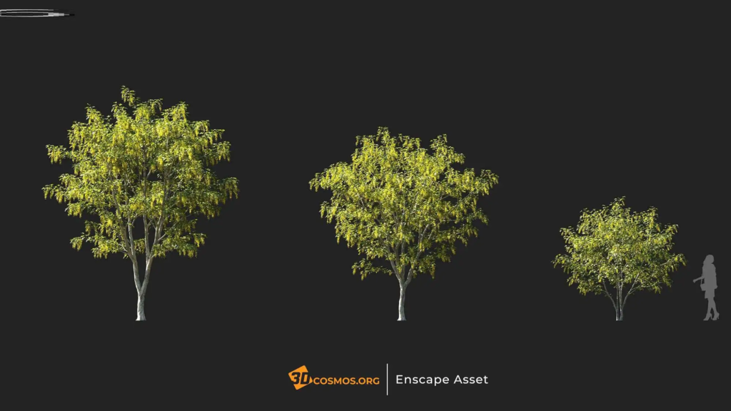 3dcosmos.org-MT-PM-V107-Laburnum-anagyroides-01-04-06_1