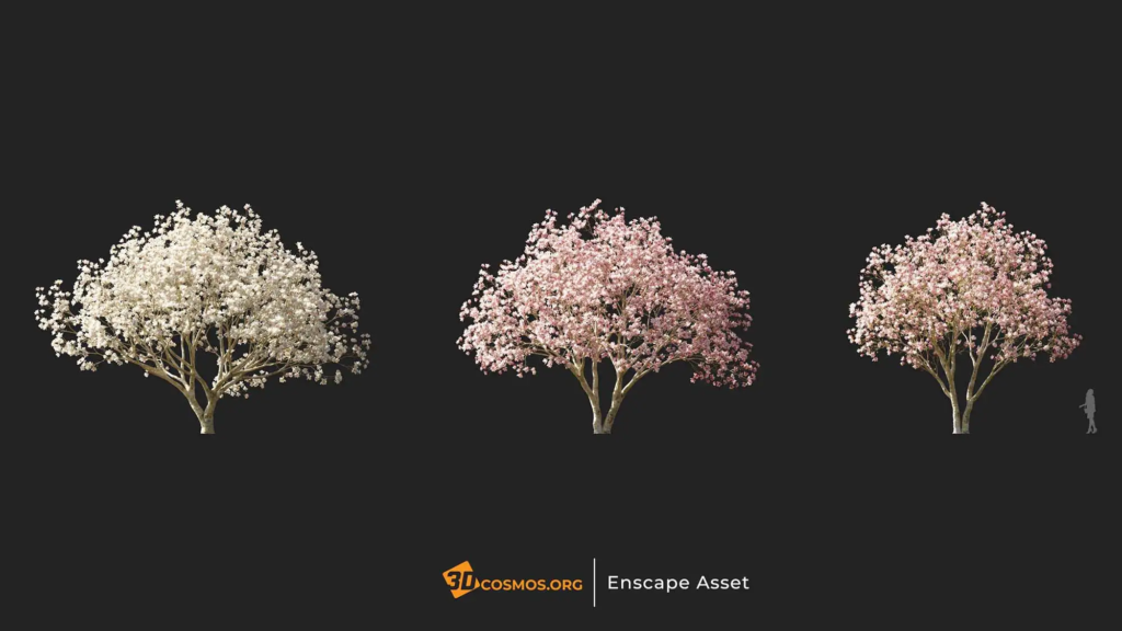 3dcosmos.org-MT-PM-V107-Magnolia-liliiflora-01-01-03_1