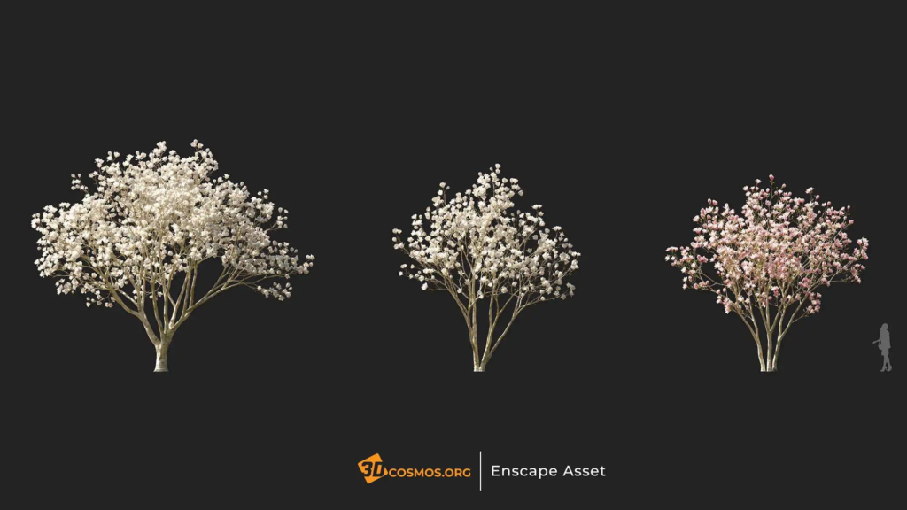 3dcosmos.org-MT-PM-V107-Magnolia-liliiflora-01-04-06_1