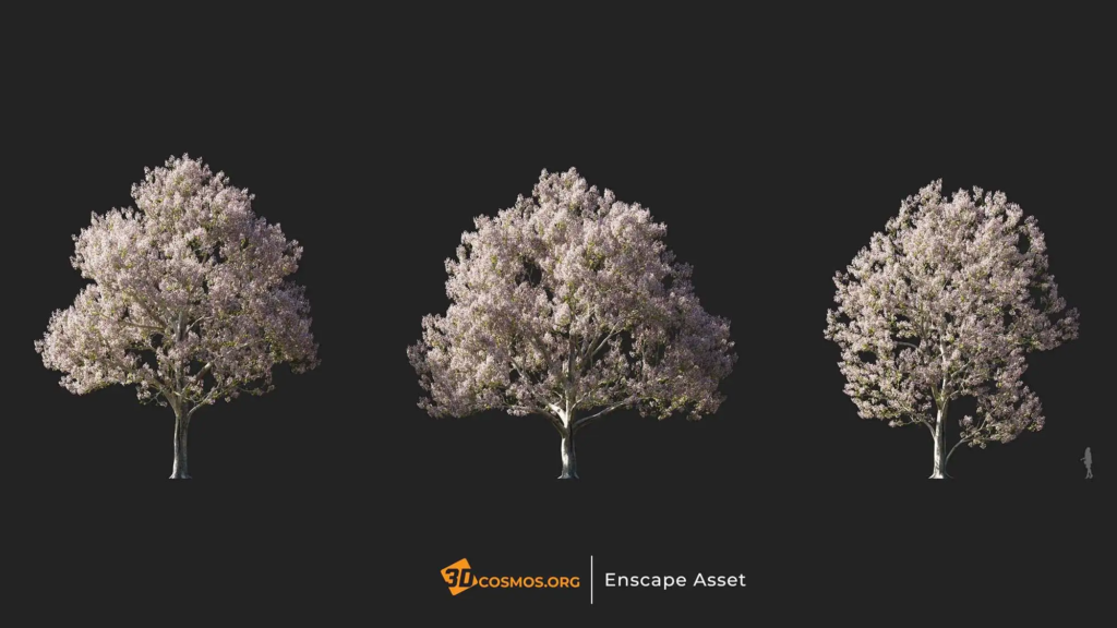 3dcosmos.org-MT-PM-V107-Paulownia-fortunei-01-01-03_1