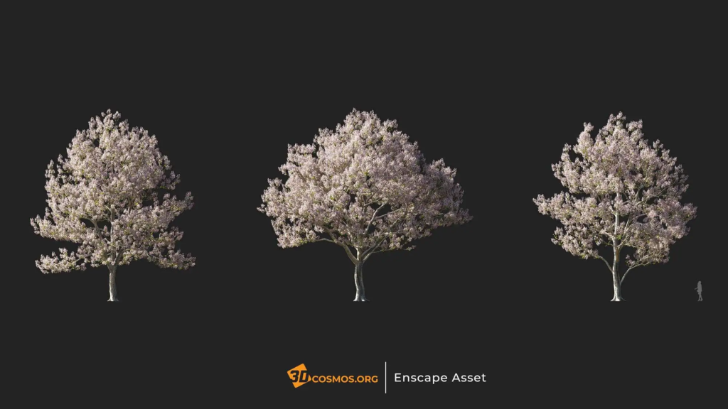 3dcosmos.org-MT-PM-V107-Paulownia-fortunei-01-04-06_1