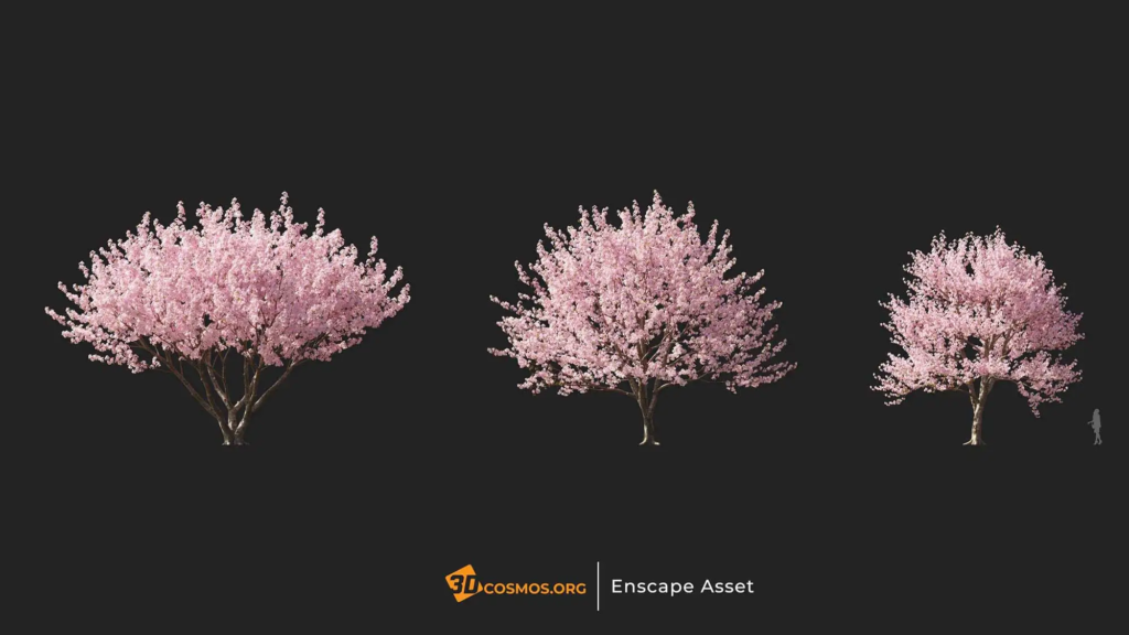 3dcosmos.org-MT-PM-V107-Prunus-x-yedoensis-01-01-03_1