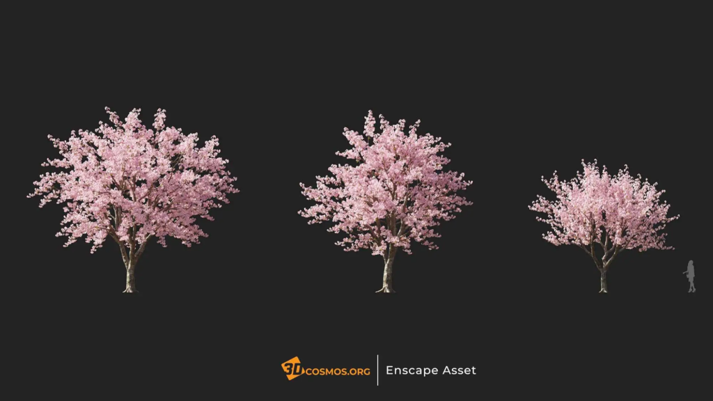 3dcosmos.org-MT-PM-V107-Prunus-x-yedoensis-01-04-06_1