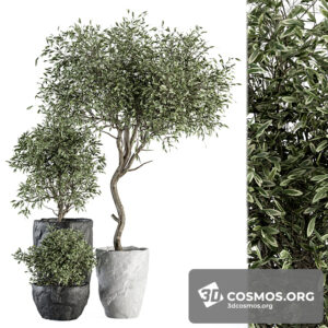 Plants- Indoor-4026562.622023e59c93c