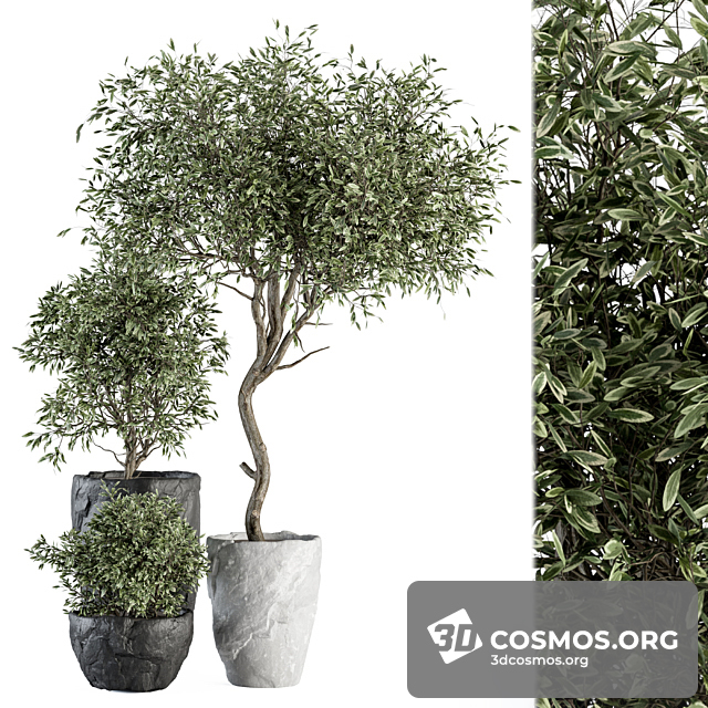 Cây cốis- Indoor-4026562.622023e59c93c