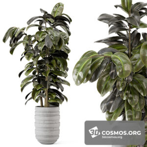 Plants- Indoor-4037927.622700cb9806a