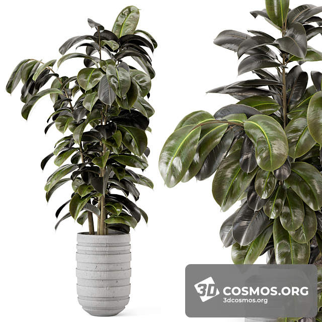 Cây cốis- Indoor-4037927.622700cb9806a