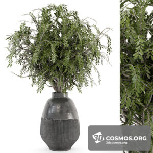 Plants- Indoor-4051359.622f113ed9254