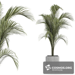 Plants- Indoor-4061344.6234492e8c873