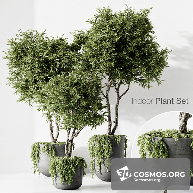 Cây cốis- Indoor-4078045.623d915aa0de1