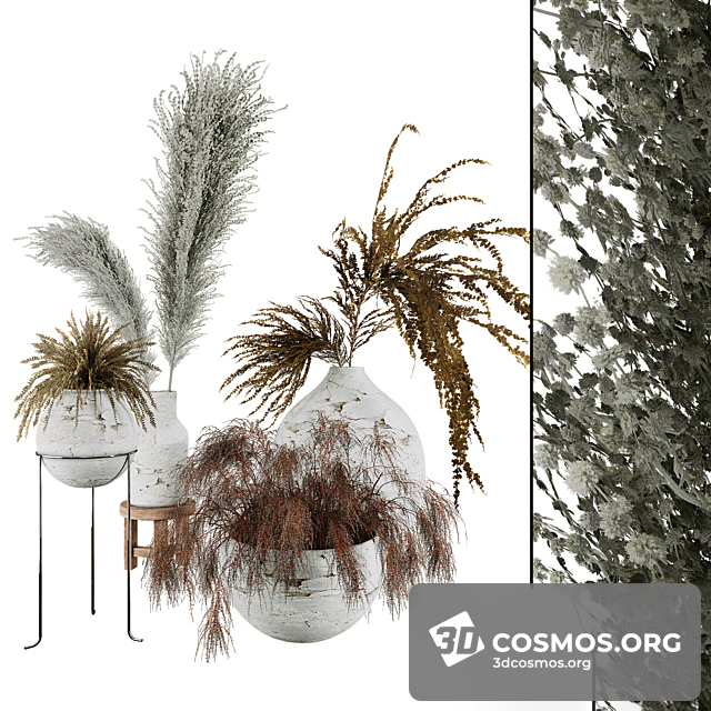 Cây cốis- Indoor-4131774.625be281a0dca