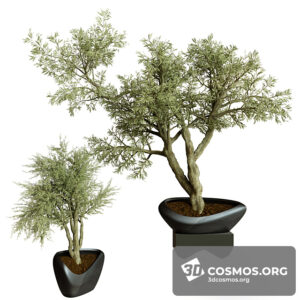 Plants- Indoor-4143357.62616c5f15551