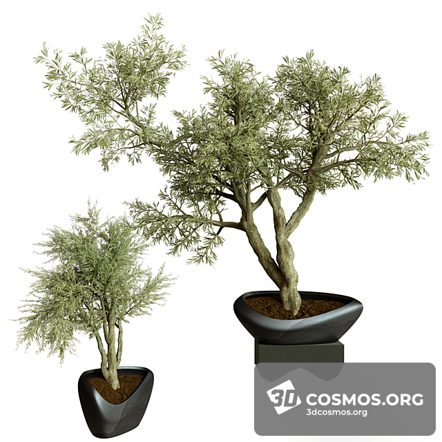 Cây cốis- Indoor-4143357.62616c5f15551