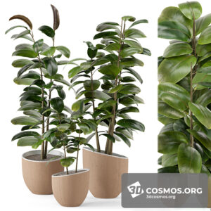 Plants- Indoor-4167322.6270149b48b90