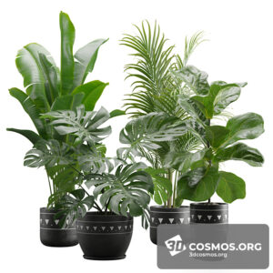 Plants- Indoor-4174430.627472b87be66