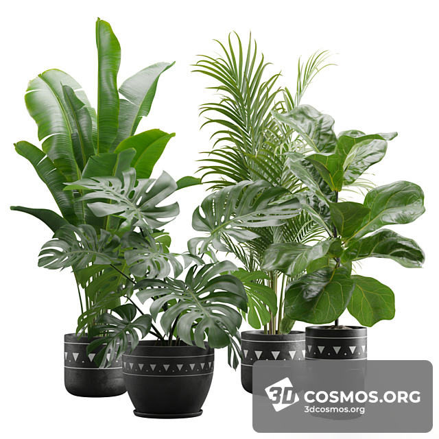 Cây cốis- Indoor-4174430.627472b87be66