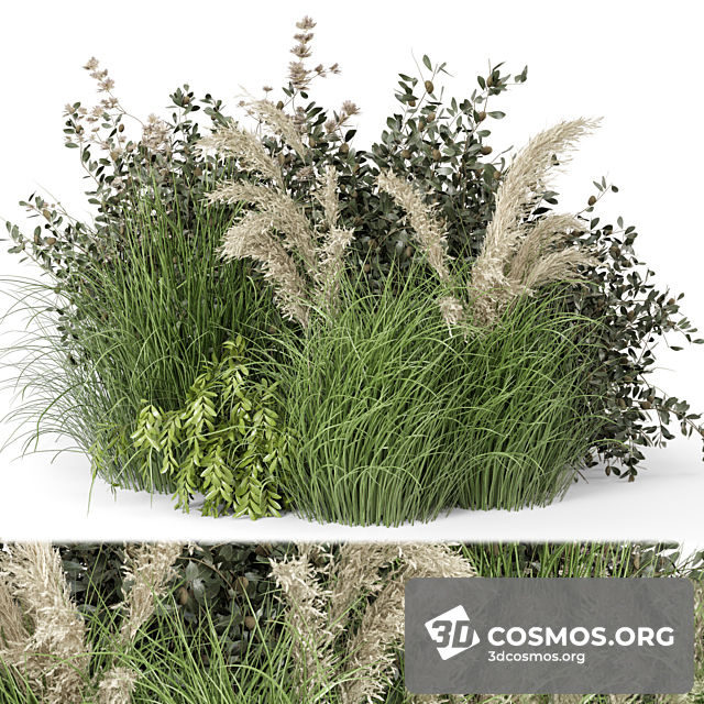 Cây cốis- Indoor-4189727.627e8b5d12105