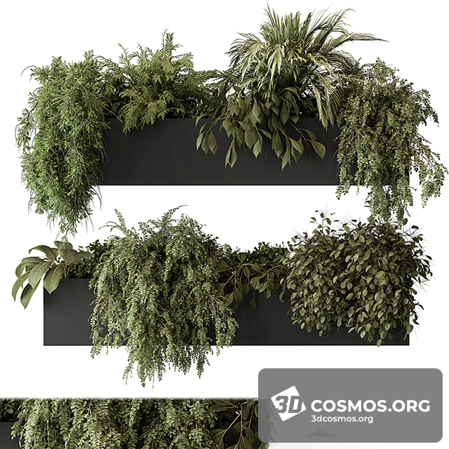 Cây cốis- Indoor-4228012.6295786b8f616