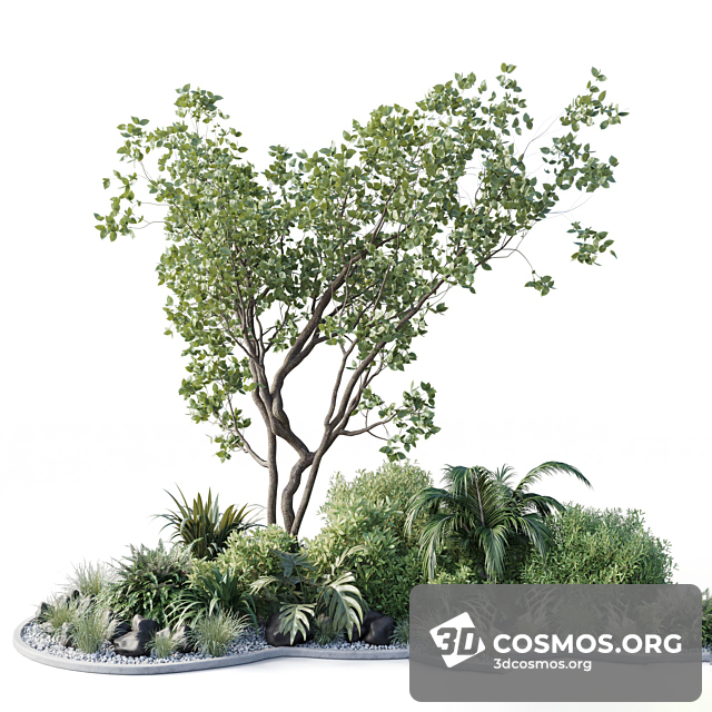 Cây cốis- Indoor-4261936.62aa058f53f66