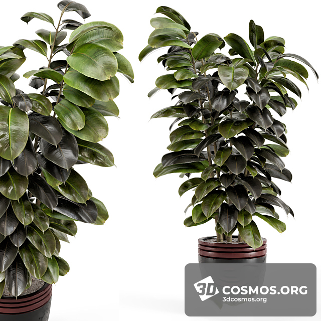 Cây cốis- Indoor-4309866.62c3d5218112d