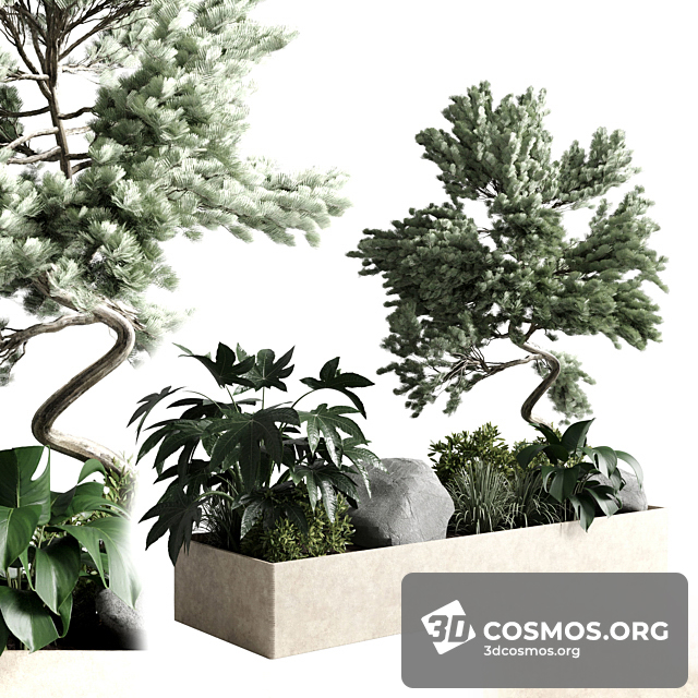 Cây cốis- Indoor-4431455.6302a3e088207