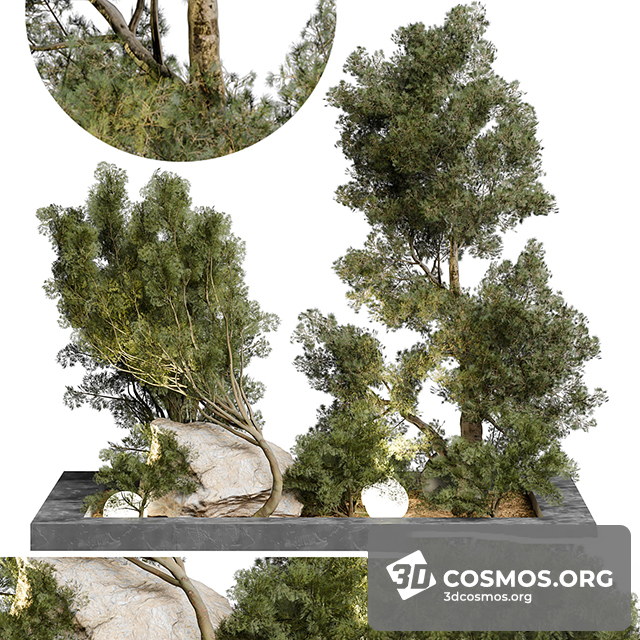 Cây cốis- Indoor-4472544.63165a5ade048