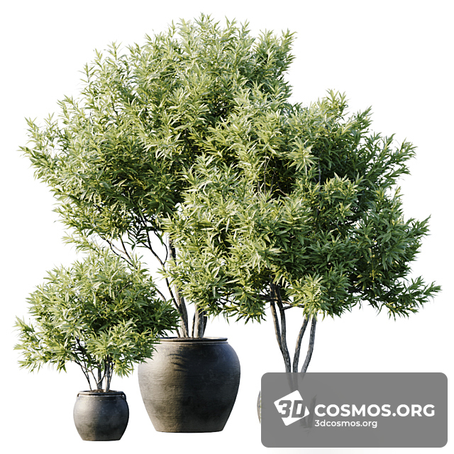 Cây cốis- Indoor-4496461.6321e9fc143ae