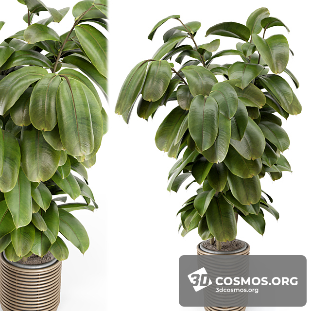 Cây cốis- Indoor-4503762.632597e4be94a