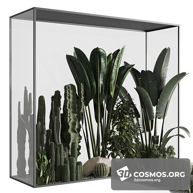 Cây cốis- Indoor-4516734.632b36999a04a