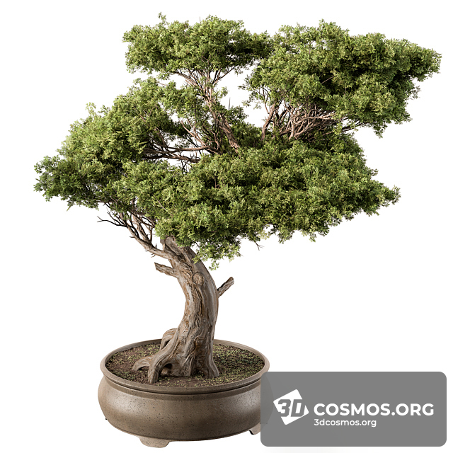 Cây cốis- Indoor-4600051.6358a62c64f43