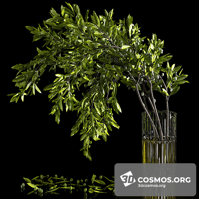 Cây cốis- Indoor-4608488.635d3f26c6176