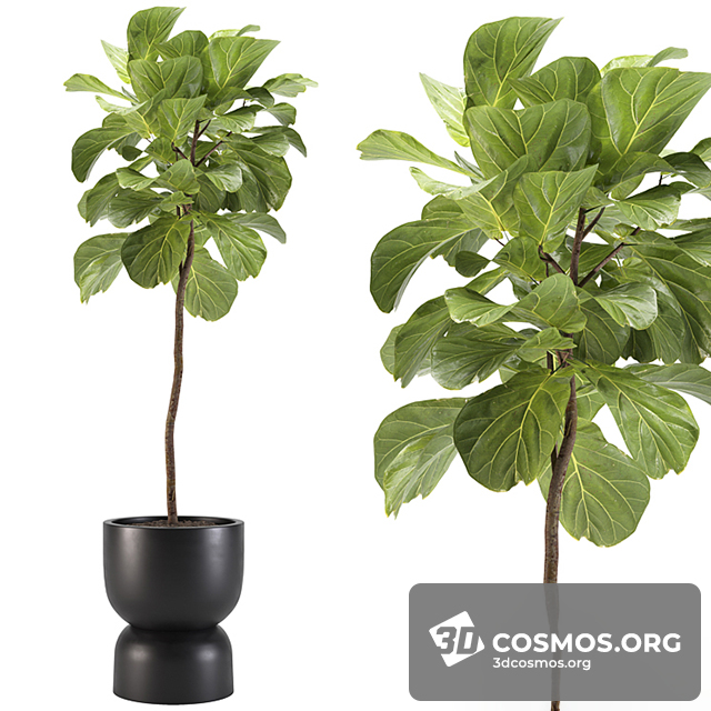 Cây cốis- Indoor-4898627.63e353db8c633