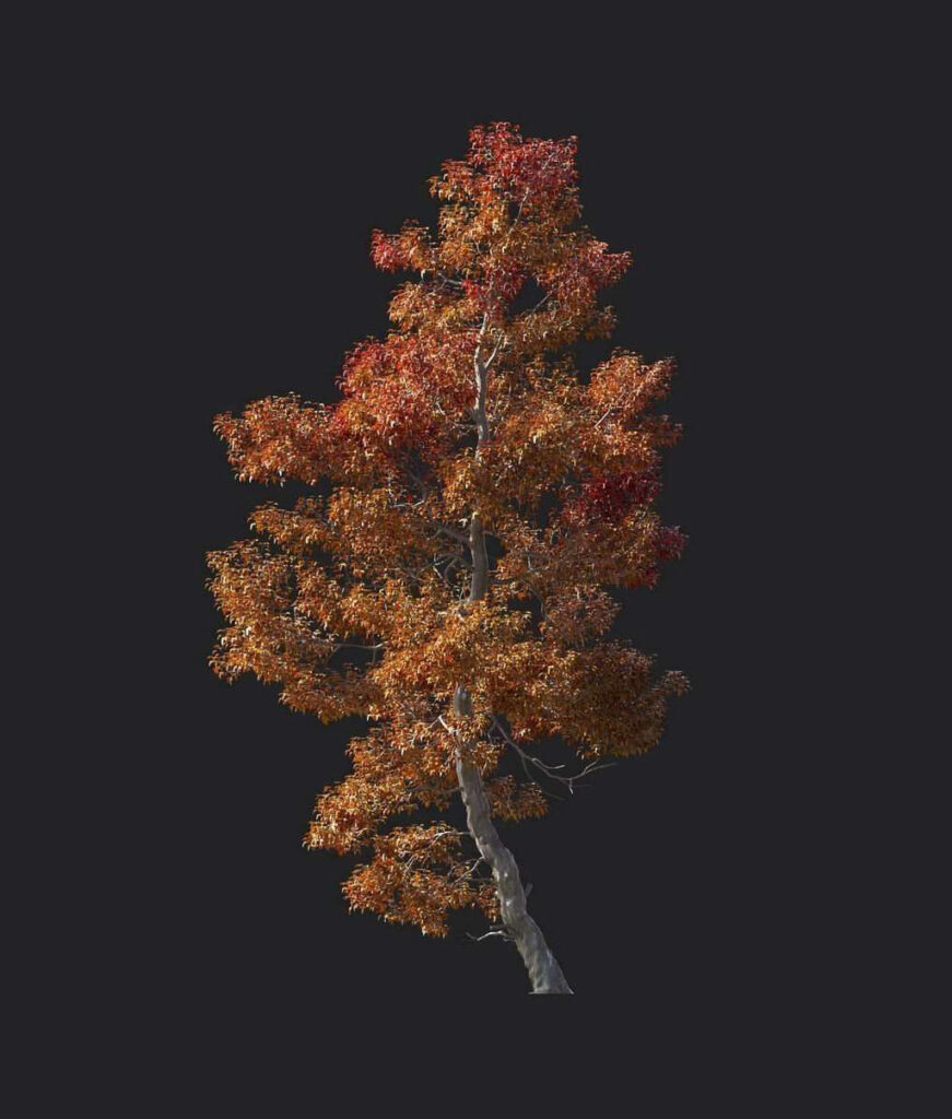 A6007-Acer buergerianum 01
