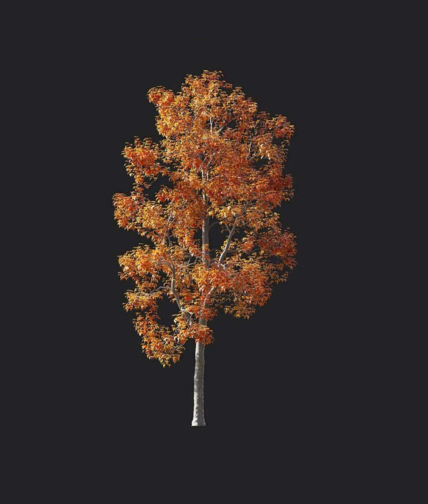 A6010-Acer buergerianum 04