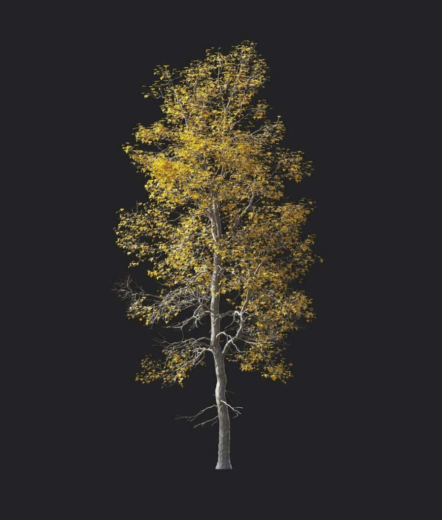 A6011-Acer buergerianum 05