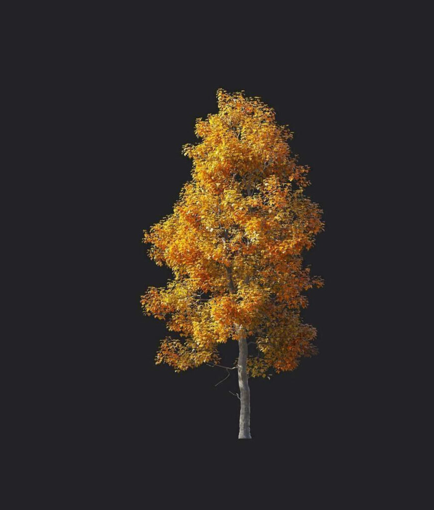 A6012-Acer buergerianum 06