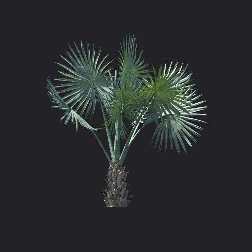 A9819-Asplenium nidus 01