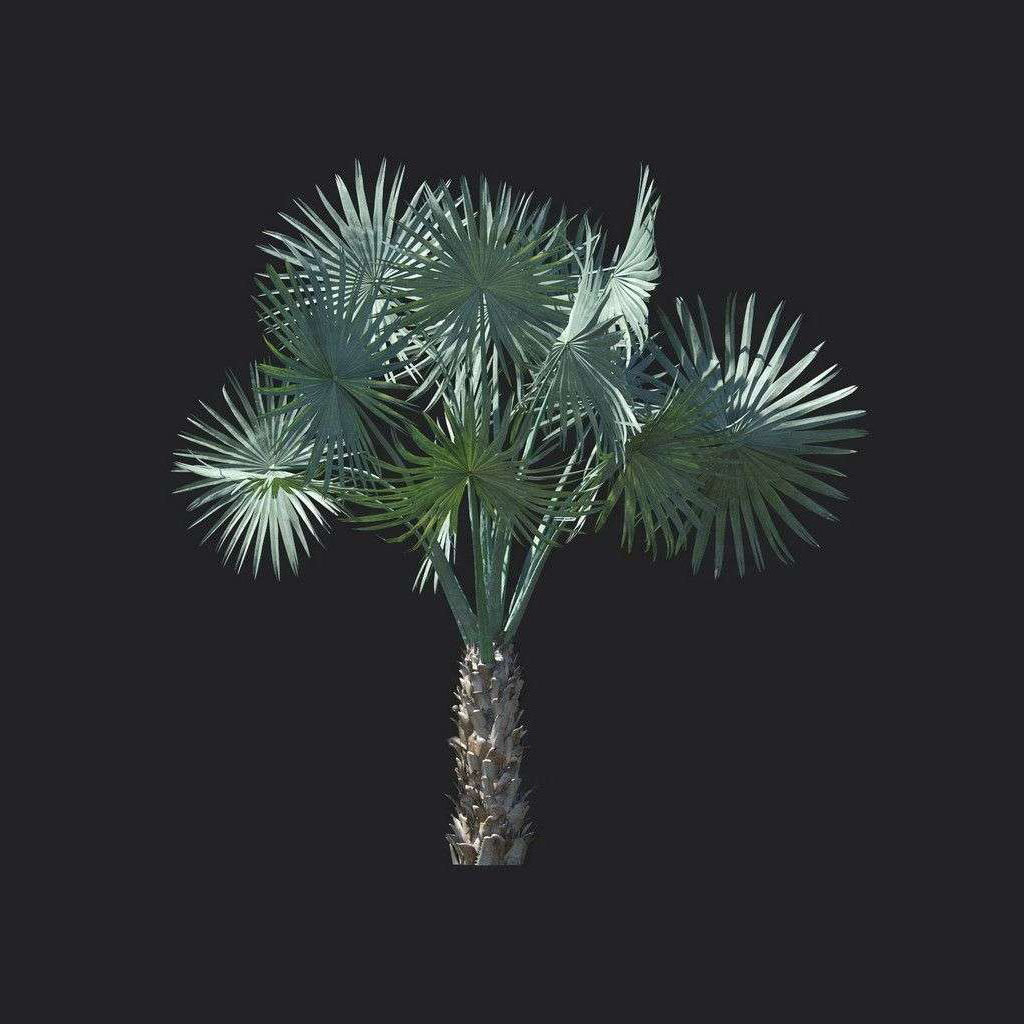 A9820-Asplenium nidus 02