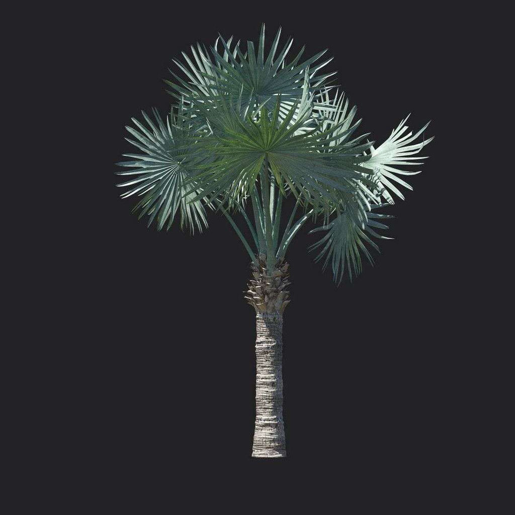 A9821-Asplenium nidus 03